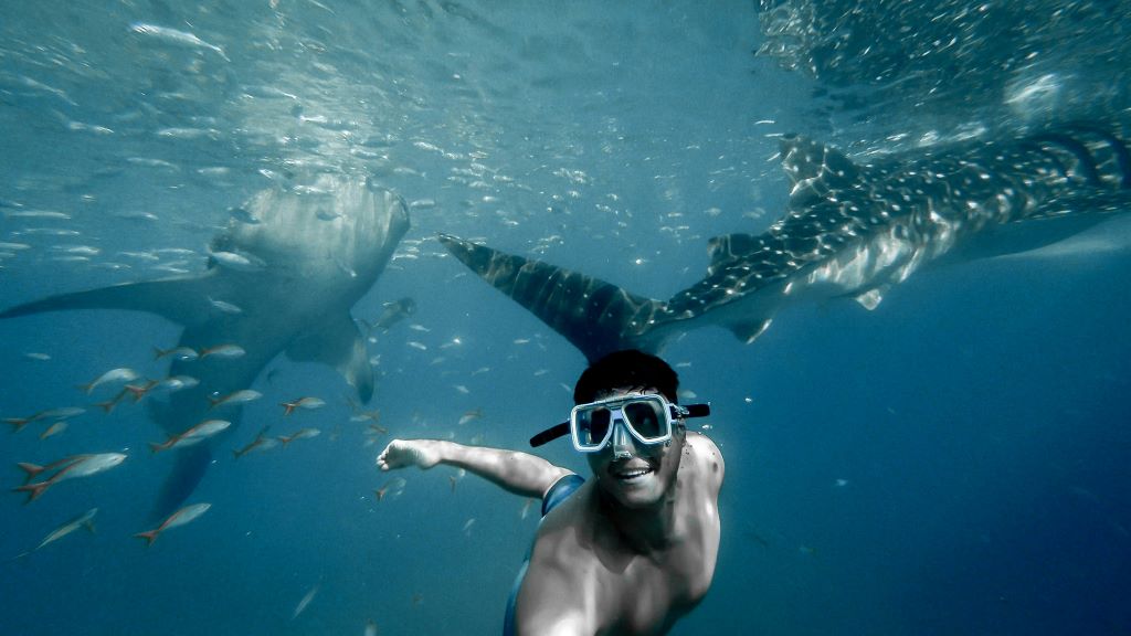 4 Destinasi Wisata Bertemu Hiu Paus di Indonesia