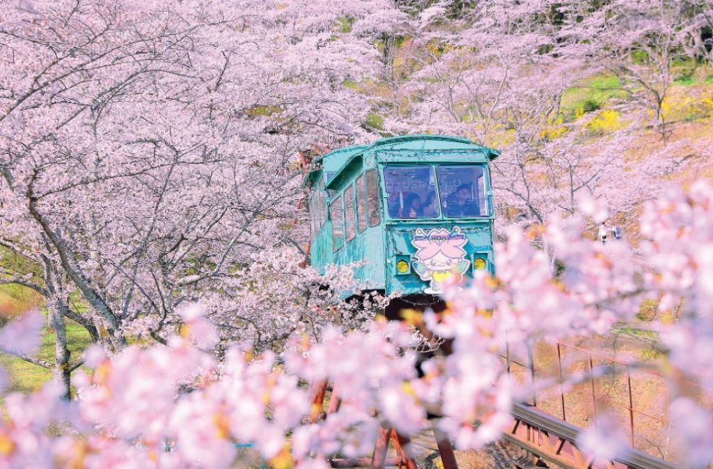 Menikmati Sakura Bulan Mei di Hokkaido