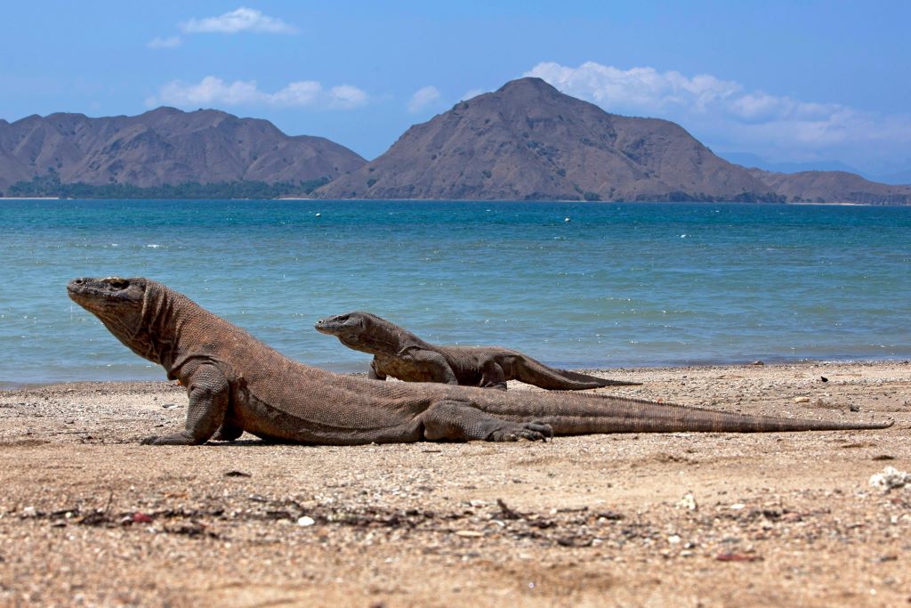 Konservasi Alam, TN Komodo Bakal Terapkan Sistem Buka Tutup