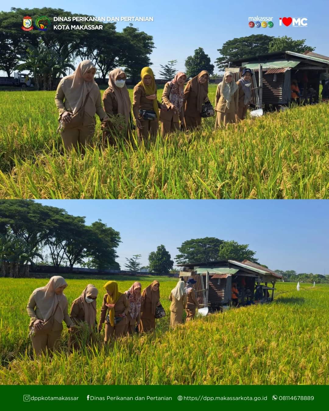 DP2 kota Makassar beserta Penyuluh Pertanian secara bersama melakukan Kegiatan Panen Padi di Kelompok Tani Suka Maju penerima PAT