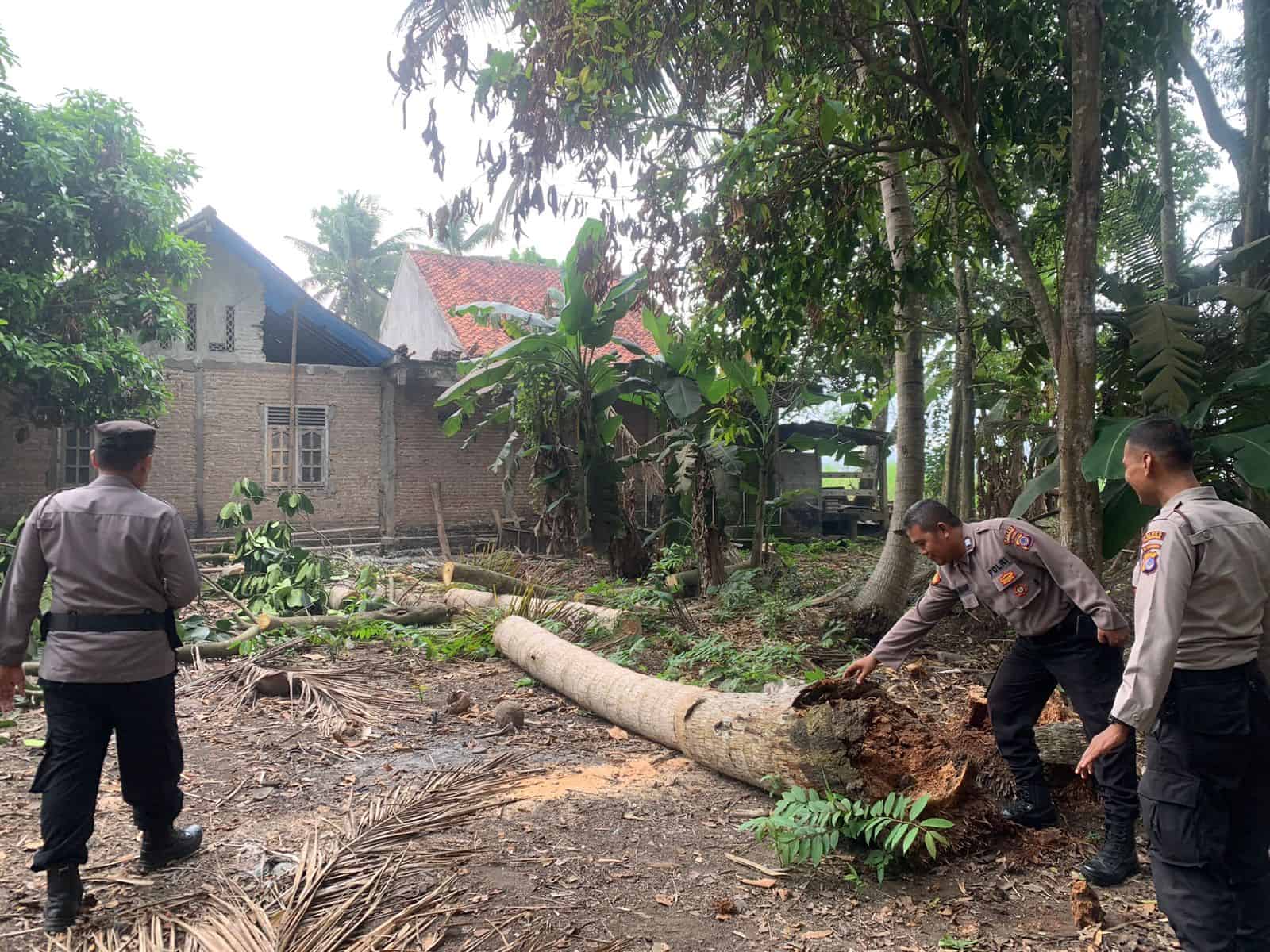 Pohon Kelapa Mendadak Tumbang Timpa Rumah di Kulon Progo: Dua Remaja Terluka, Bayi 14 Bulan Selamat