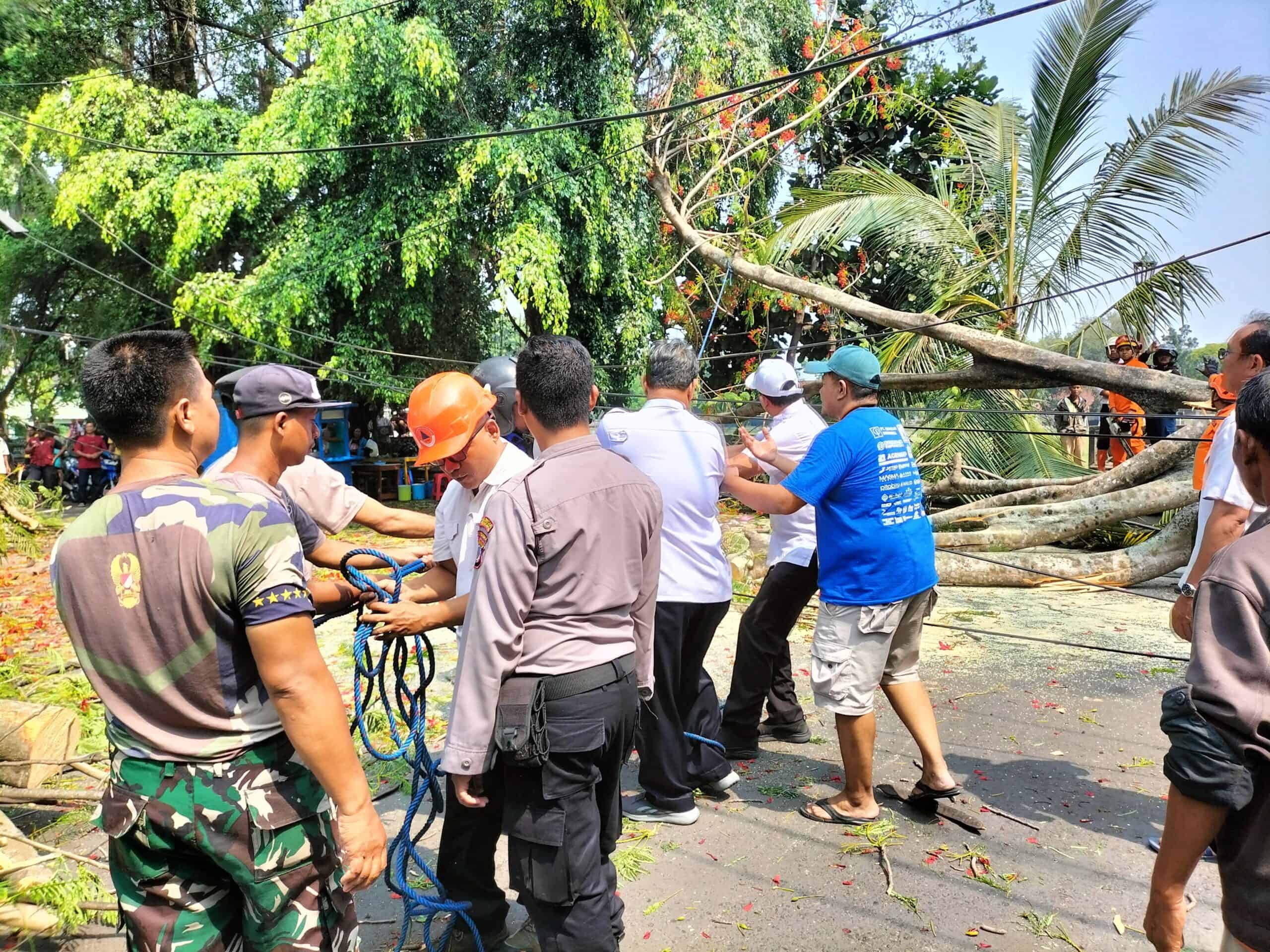 Detik-detik Pohon Tua di Jogja Tumpang Timpa 5 Motor: Warga Berteriak Histeris