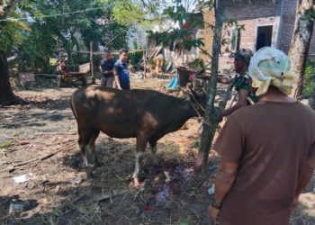 Camat Tamalanrea berikan hadia Ibunda Satu Ekor Sapi Kurban